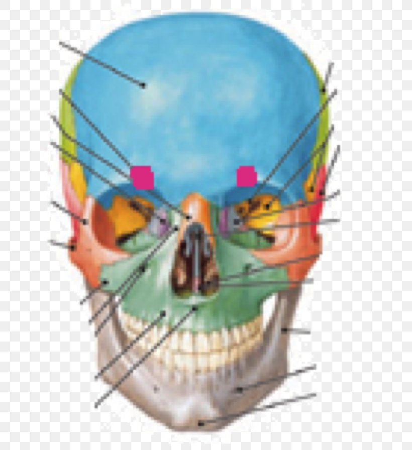 Human Anatomy & Physiology Skull Sphenoid Bone, PNG, 655x896px, Human Anatomy Physiology, Anatomy, Axial Skeleton, Bone, Cranial Cavity Download Free