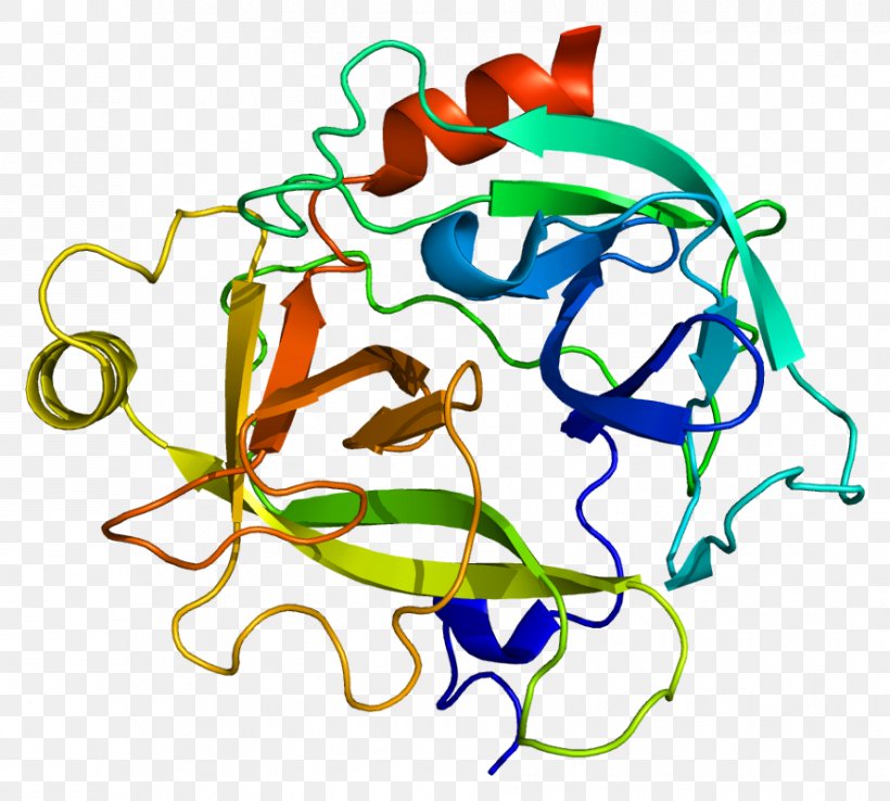 KLK6 Kallikrein Protein Cancer Gene, PNG, 890x802px, Watercolor, Cartoon, Flower, Frame, Heart Download Free