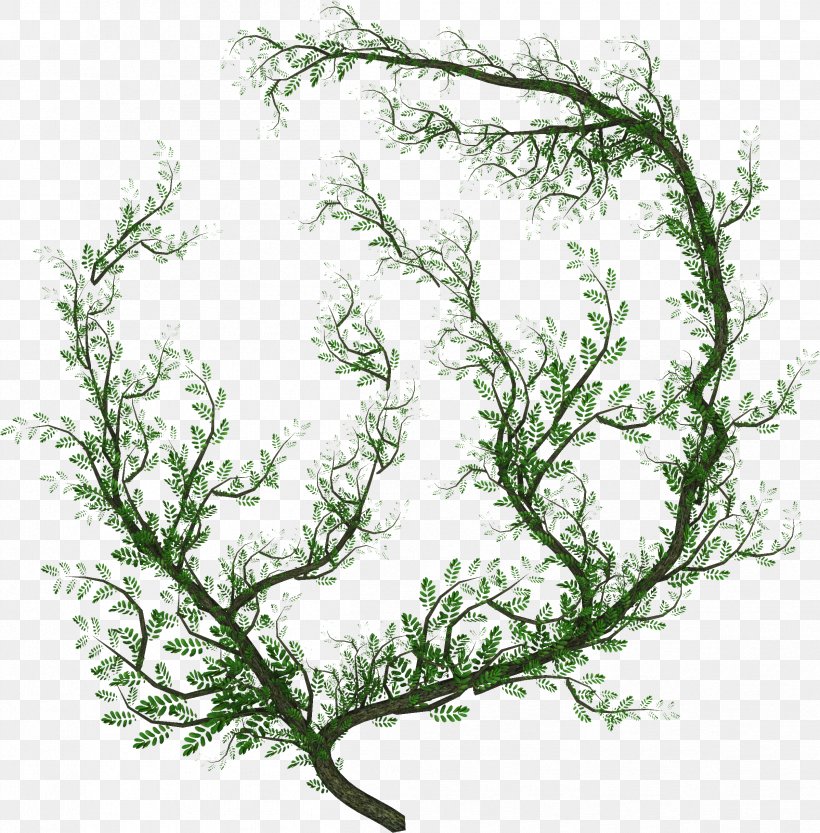 Liana Vine Tree, PNG, 2397x2436px, Liana, Branch, Flower, Grass, Herb Download Free