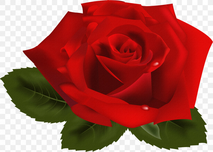 One Flower One Rose Valentines Day, PNG, 1217x872px, One Flower, Annual Plant, Begonia, China Rose, Cut Flowers Download Free