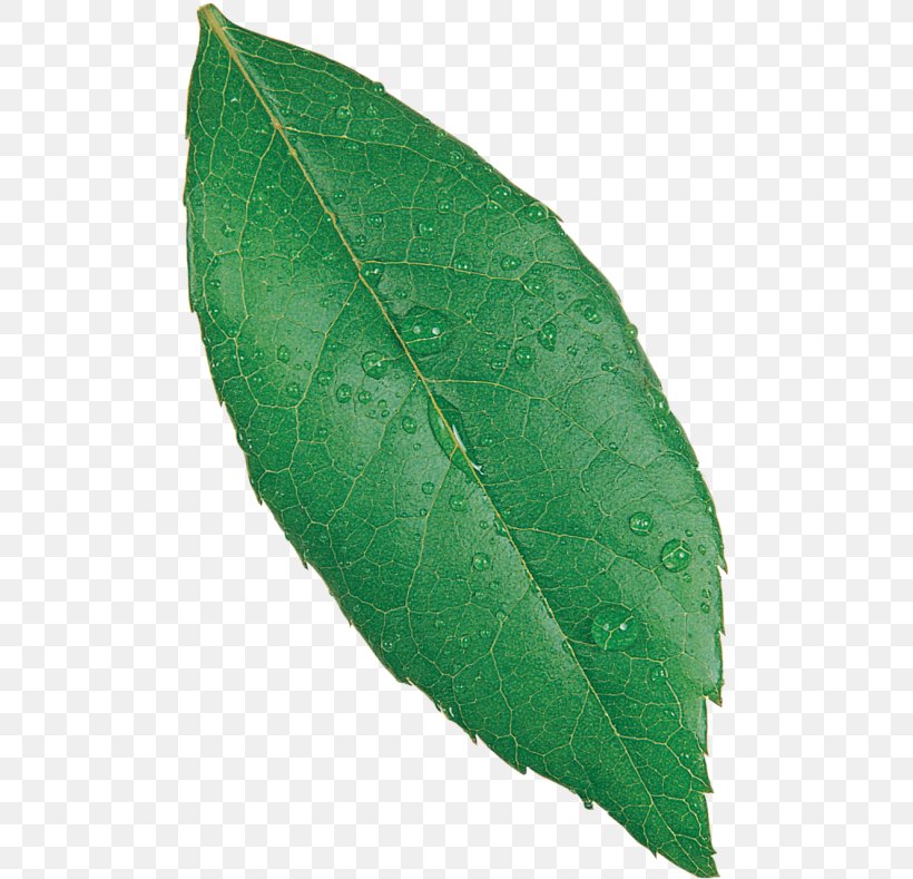 Plant Pathology Leaf, PNG, 500x789px, Plant Pathology, Leaf, Pathology, Plant Download Free