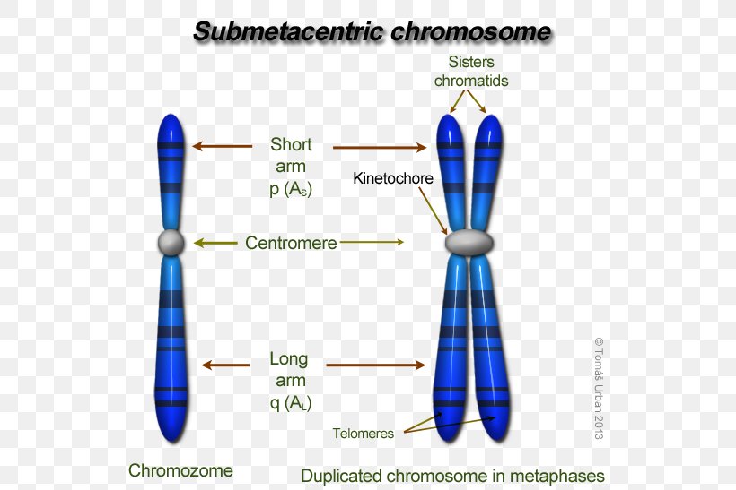 Eukaryotic Chromosome Structure DNA Centromere Genetics, PNG, 557x547px, Chromosome, Cell, Centromere, Chromosome 4, Dna Download Free