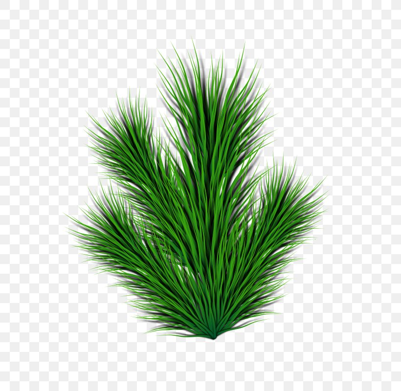 Fir Pinus Contorta Leaf Clip Art, PNG, 566x800px, Fir, Aquarium Decor, Branch, Conifer, Conifer Cone Download Free