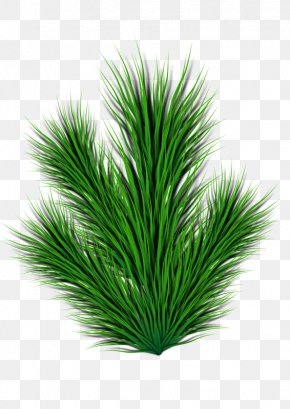 Pinus Contorta Scots Pine Pinus Taeda Tree Clip Art Png X Px
