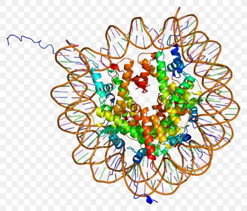 Histone Octamer Post-translational Modification Nucleosome Histone H2A, PNG, 929x793px, Histone, Acetylation, Art, Body Jewelry, Chromosome Download Free