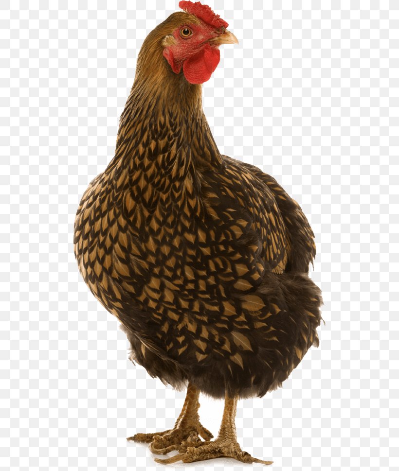 Wyandotte Chicken Cornish Chicken Leghorn Chicken Dorking Chicken Minorca Chicken, PNG, 520x969px, Wyandotte Chicken, Beak, Bird, Chicken, Chicken Leg Download Free