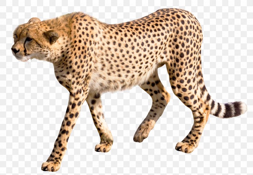 Cheetah Leopard, PNG, 1600x1103px, Leopard, American Cheetah, Animal, Asiatic Cheetah, Big Cats Download Free