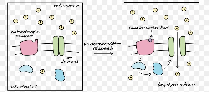 Diagram Depolarization Receptor Hyperpolarization Neuron, PNG, 2189x972px, Watercolor, Cartoon, Flower, Frame, Heart Download Free