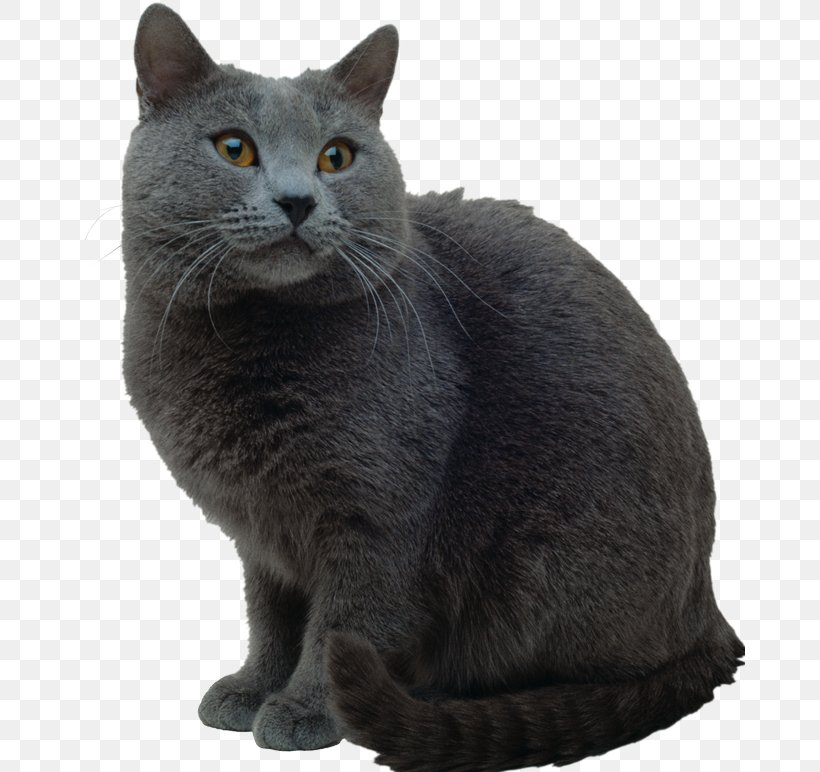 Korat Chartreux European Shorthair British Shorthair Russian Blue, PNG, 670x772px, Korat, Asian, Black Cat, Bombay, Bombay Cat Download Free