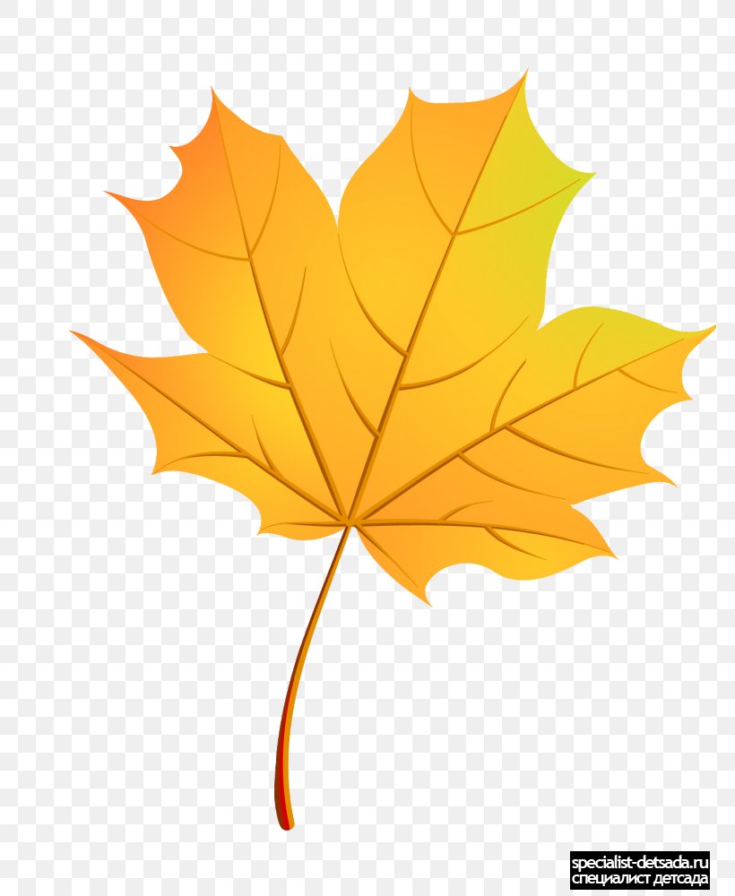 Maple Leaf Paper Boxelder Maple Autumn, PNG, 779x1000px, Leaf, Autumn, Boxelder Maple, Flag Of Canada, Flowering Plant Download Free