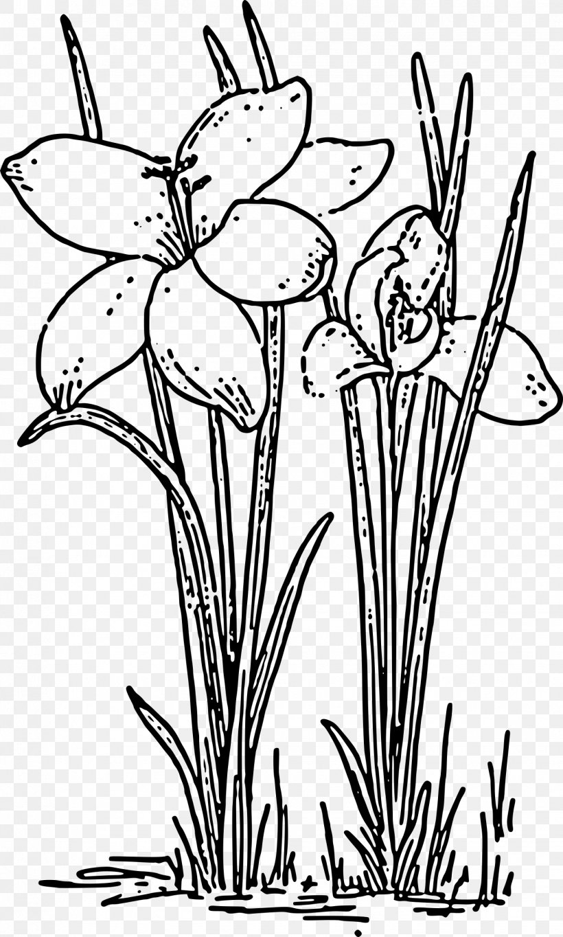 Rose Plant Black And White Clip Art, PNG, 1442x2400px, Rose, Black And White, Black Rose, Coloring Book, Crocus Download Free