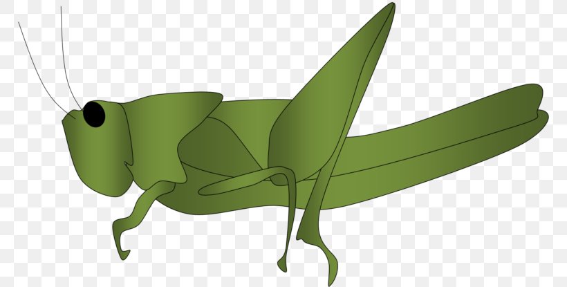 The Ant And The Grasshopper Locust Clip Art, PNG, 768x415px, Grasshopper, Ant And The Grasshopper, Arthropod, Cricket Like Insect, Fauna Download Free