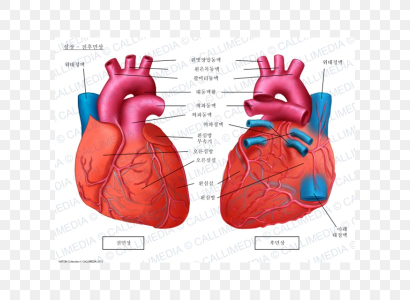 Anatomy Heart Brachiocephalic Artery Coronal Plane Circulatory System, PNG, 600x600px, Watercolor, Cartoon, Flower, Frame, Heart Download Free