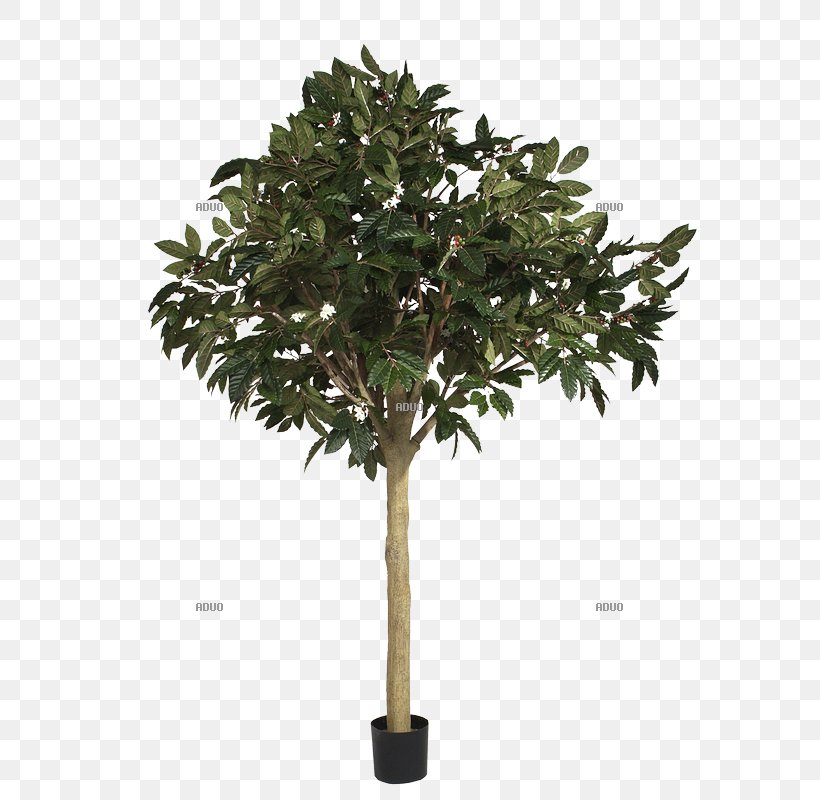 Branch Gum Trees Shrub Leaf, PNG, 800x800px, Branch, Arecaceae, Artificial Flower, Flowerpot, Glass Download Free