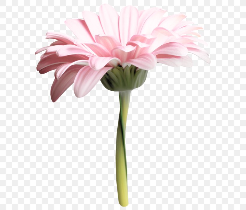 Transvaal Daisy Cut Flowers Floristry Flower Bouquet, PNG, 609x699px, Transvaal Daisy, Artificial Flower, Cut Flowers, Daisy Family, Floristry Download Free