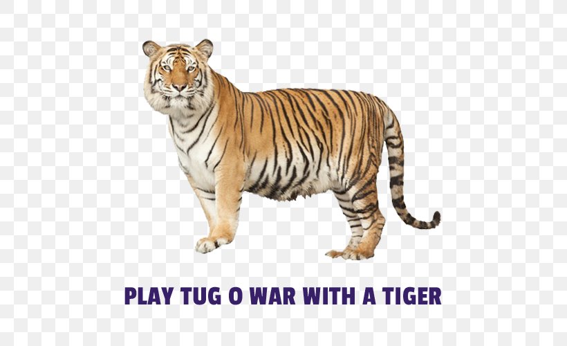 Bengal Tiger White Tiger Siberian Tiger Stock Photography, PNG, 500x500px, Bengal Tiger, Animal Figure, Bengal, Big Cat, Big Cats Download Free