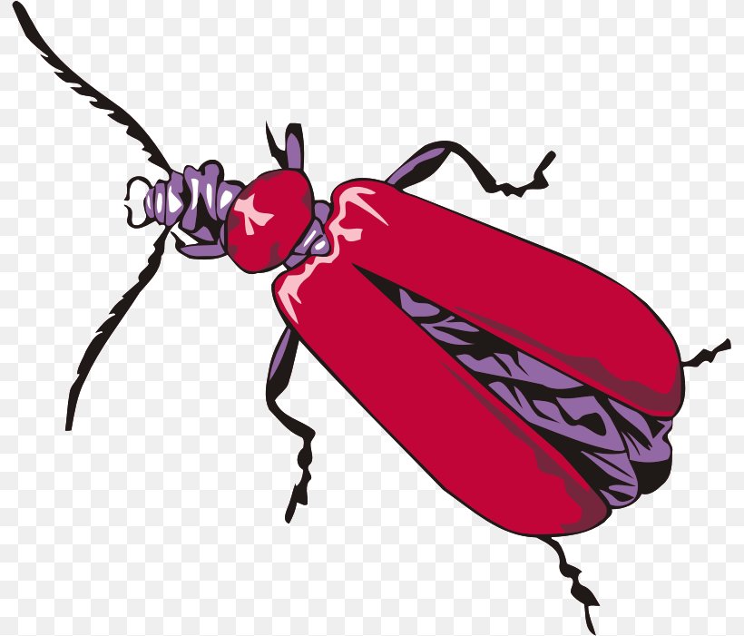 Cardinal Beetle Drawing Clip Art, PNG, 793x701px, Beetle, Animal, Arthropod, Artwork, Cardinal Beetle Download Free