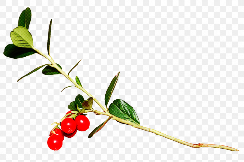 Christmas Holly Ilex Holly, PNG, 1300x866px, Christmas Holly, Acerola, Acerola Family, Arctostaphylos, Arctostaphylos Uvaursi Download Free