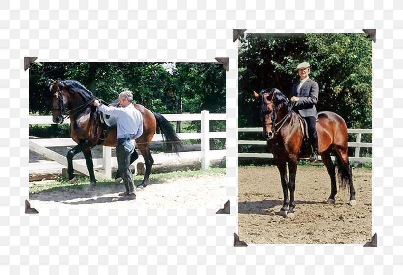 Hunt Seat Stallion Rein Horse Farm, PNG, 800x560px, Hunt Seat, Bridle, Dressage, English Riding, Equestrian Sport Download Free