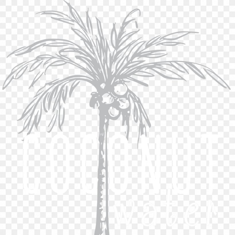 Asian Palmyra Palm Date Palm Twig Leaf Plant Stem, PNG, 1024x1024px, Asian Palmyra Palm, Arecales, Black And White, Borassus, Borassus Flabellifer Download Free