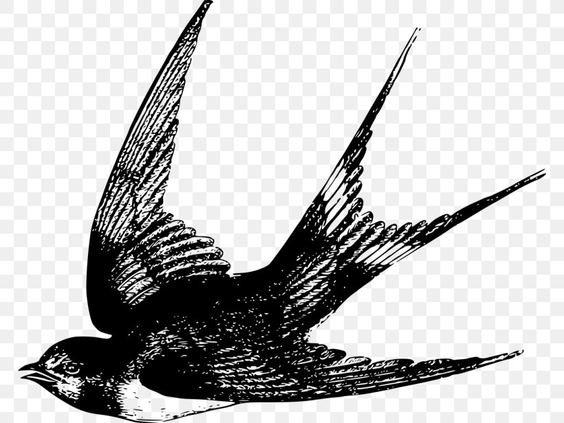 Barn Swallow Bird Flight Drawing, PNG, 768x616px, Swallow, American Cliff Swallow, Barn Swallow, Beak, Bird Download Free