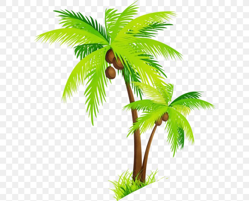 Coconut Tree Drawing, PNG, 600x663px, Watercolor, Arecales, Borassus Flabellifer, Coconut, Date Palm Download Free