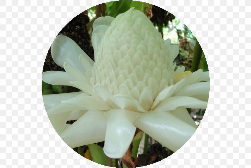 Flower Etlingera Elatior Bastone Lupinus Albus Plant, PNG, 550x550px, Flower, Bastone, Blossom, Cactaceae, Etlingera Download Free