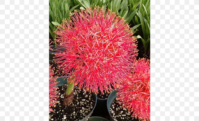 Rambutan Shrub Groundcover Houseplant, PNG, 500x500px, Rambutan, Groundcover, Houseplant, Plant, Shrub Download Free