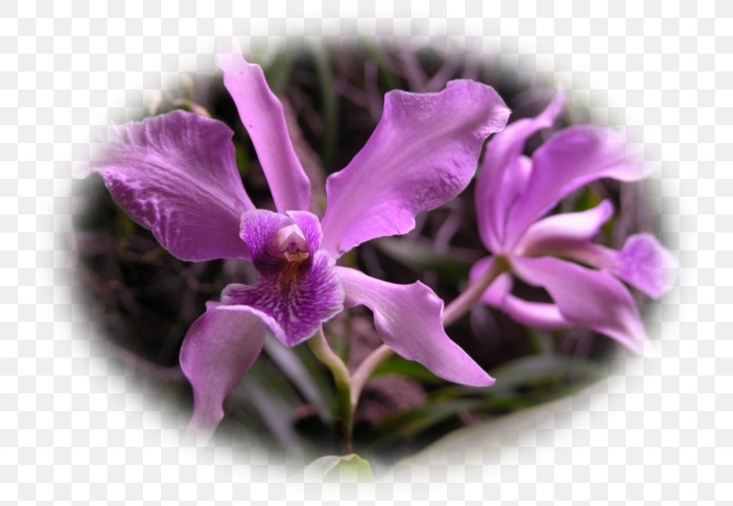 Phalaenopsis Equestris Cattleya Orchids Violet Plant, PNG, 754x566px, Phalaenopsis Equestris, Cattleya, Cattleya Orchids, Family, Flora Download Free