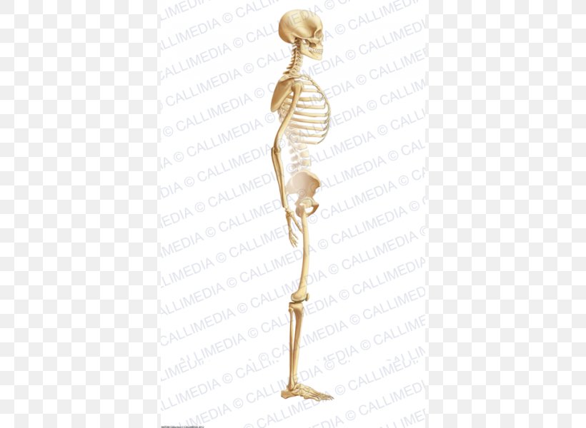 Shoulder Homo Sapiens Skeleton Figurine, PNG, 600x600px, Watercolor, Cartoon, Flower, Frame, Heart Download Free