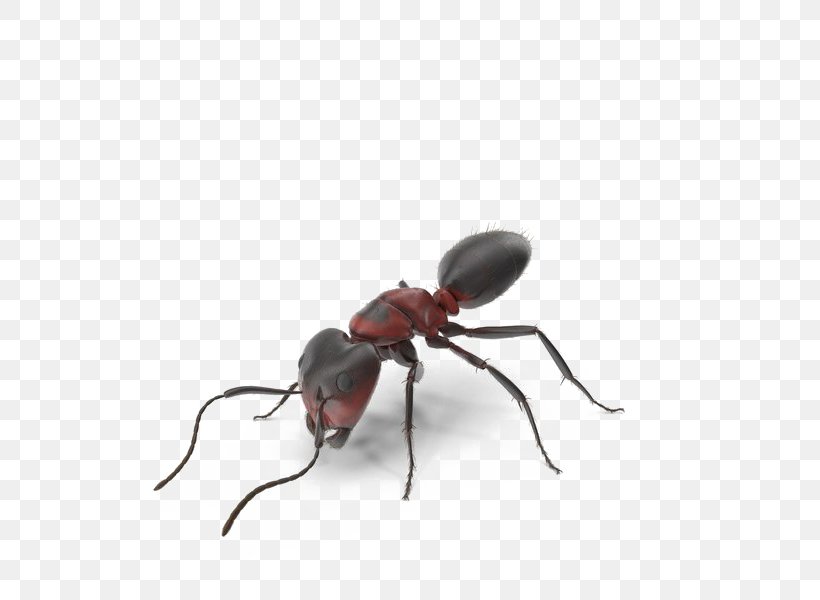 Ant Image Transparency Photograph, PNG, 600x600px, Ant, Art, Arthropod, Arts, Blister Beetles Download Free