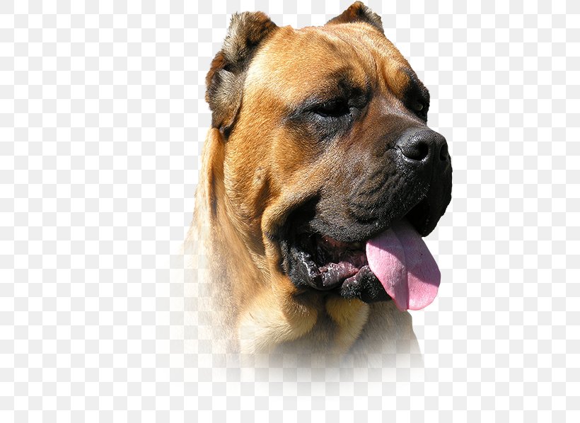 Dog Breed Presa Canario Boerboel Alano Español Bullmastiff, PNG, 460x598px, Dog Breed, Ancient Dog Breeds, Boerboel, Breed, Breeder Download Free