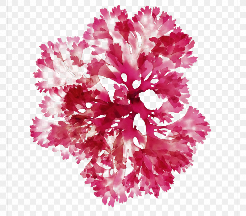 Floral Design, PNG, 1680x1472px, Watercolor, Carnation, Cut Flowers, Floral Design, Flower Download Free