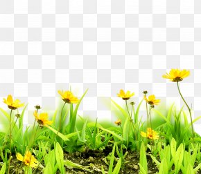 Meadow Clip Art, PNG, 5000x2398px, Cartoon, Document, Garden, Grass ...