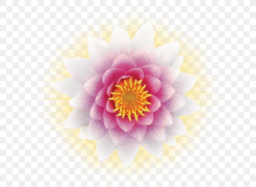 Samadhi: Essence Of The Divine Water Lilies Nymphaea Alba Pygmy Water-lily Meditation, PNG, 600x600px, Water Lilies, Author, Close Up, Consciousness, Dahlia Download Free
