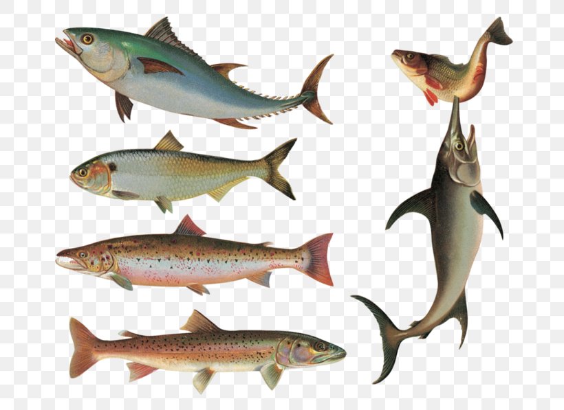 Sardine Goldfish Common Carp Actinopterygii, PNG, 700x597px, Sardine, Actinopterygii, Bonito, Bony Fish, Bony Fishes Download Free