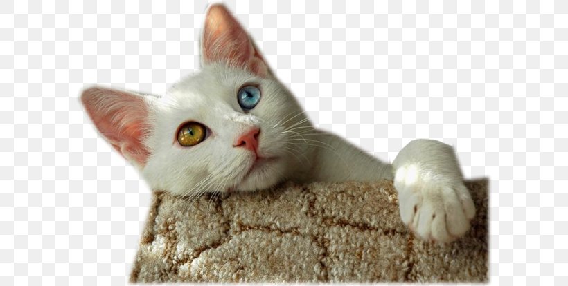 Turkish Van Singapura Cat Van Cat Russian Blue, PNG, 600x414px, Turkish Van, Aegean Cat, American Wirehair, Bengal Cat, Breed Download Free