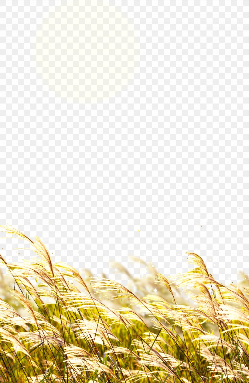 Wheat Straw, PNG, 2600x3990px, Wheat, Commodity, Computer Graphics, Field, Grass Download Free