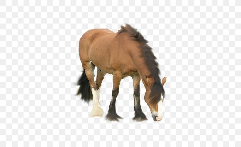 Australian Stock Horse Foal Drawing Icon, PNG, 500x500px, Australian Stock Horse, Animation, Cartoon, Colt, Dessin Animxe9 Download Free