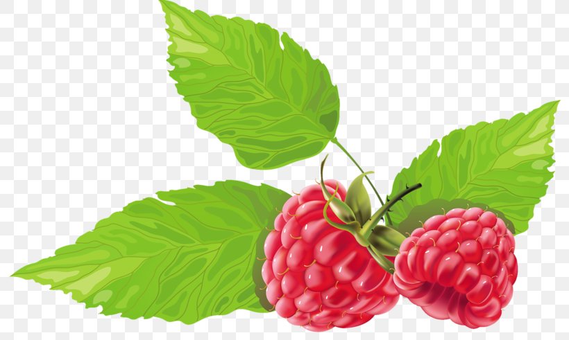 Black Raspberry Vector Graphics Berries Fruit, PNG, 800x491px, Raspberry, Alpine Strawberry, Berries, Berry, Black Raspberry Download Free