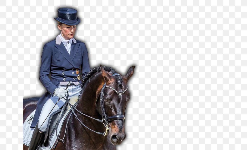 Dressage Bridle Stallion Horse Equestrian, PNG, 667x500px, Dressage, Bit, Bridle, Crop, Equestrian Download Free