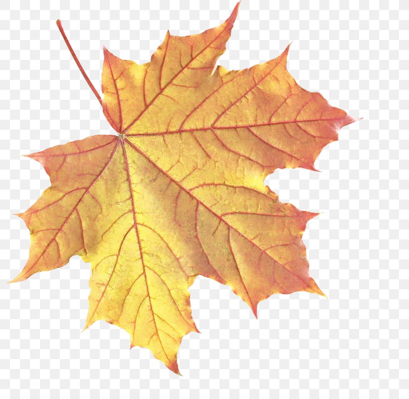 Maple Leaf, PNG, 795x800px, Leaf, Black Maple, Deciduous, Maple Leaf, New Mexico Maple Download Free