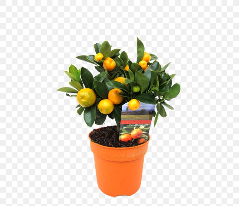 Rangpur Calamondin Kumquat Houseplant Flowerpot, PNG, 705x706px, Rangpur, Calamondin, Citrus, Cut Flowers, Flower Download Free