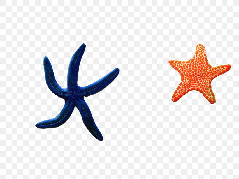 Starfish Elements, Hong Kong Google Images, PNG, 1024x768px, Starfish, Echinoderm, Elements Hong Kong, Google Images, Invertebrate Download Free