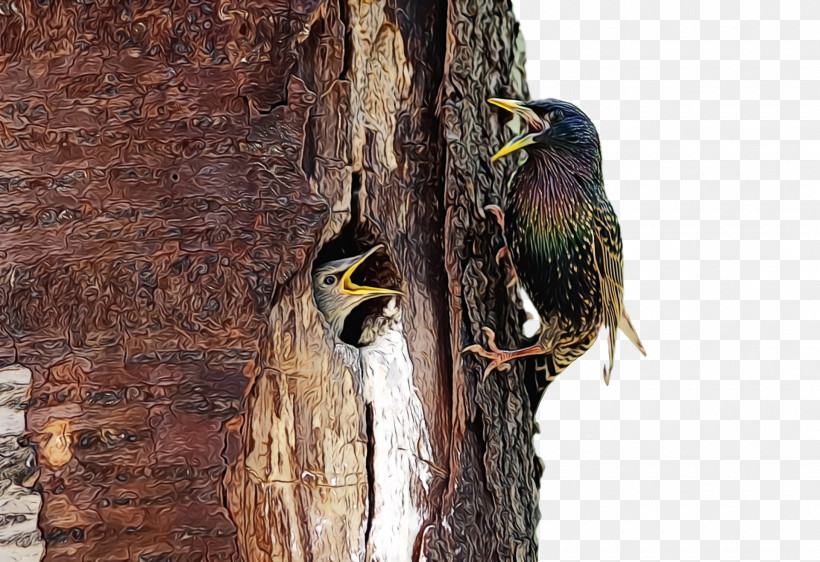 Woodpeckers Beak, PNG, 1920x1316px, Watercolor, Beak, Paint, Wet Ink, Woodpeckers Download Free