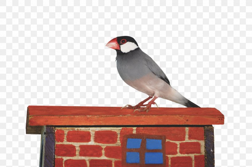 Bird Java Sparrow Cygnini, PNG, 960x638px, Bird, American Sparrows, Animal, Beak, Bird Food Download Free