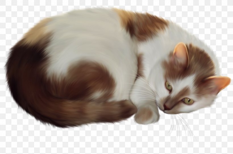 Kitten Persian Cat Clip Art, PNG, 1510x1000px, Kitten, Black Cat, Carnivoran, Cat, Cat Like Mammal Download Free