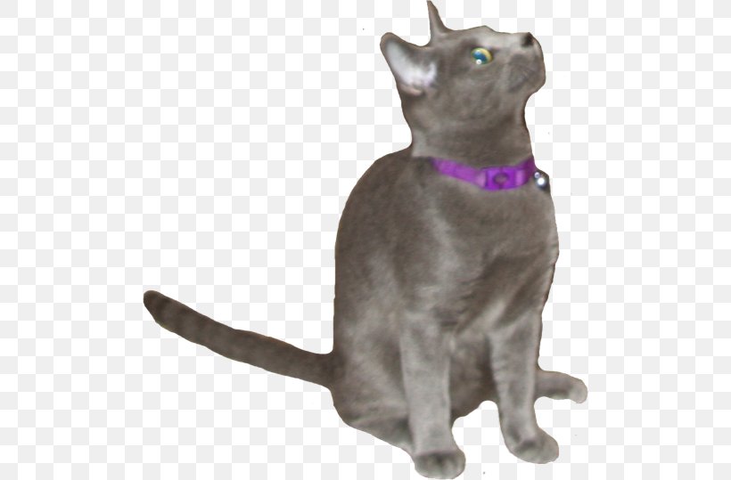 Korat Russian Blue Chartreux Havana Brown Domestic Short-haired Cat, PNG, 500x539px, Korat, Asia, Asian, Black Cat, Breed Download Free
