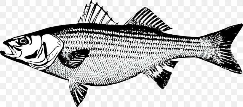 Striped Bass Fishing Striped Bass Fishing Salmon Fly Fishing, PNG, 954x420px, Striped Bass, Barramundi, Bass, Bass Fishing, Black And White Download Free
