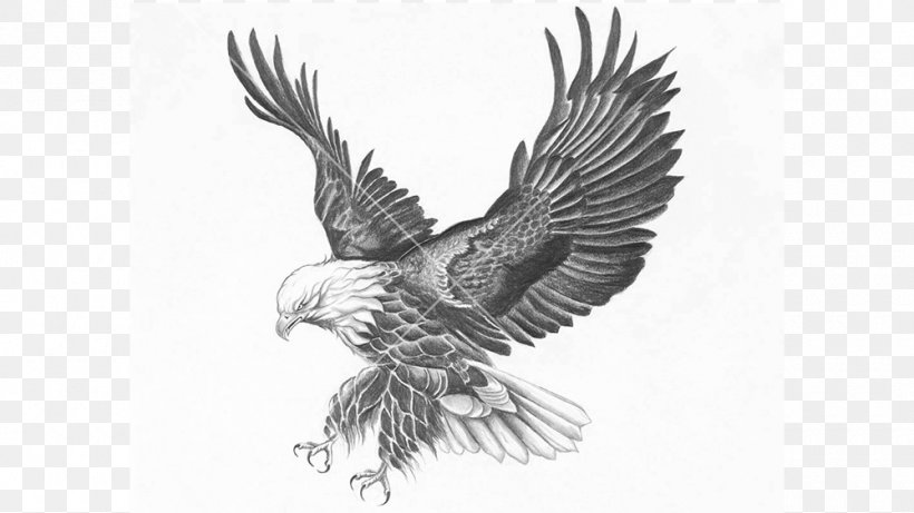 Bald Eagle Bird Drawing Fine Art, PNG, 1000x563px, Bald Eagle, Accipitriformes, Art, Artwork, Beak Download Free